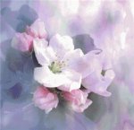 (image for) Soft Floral